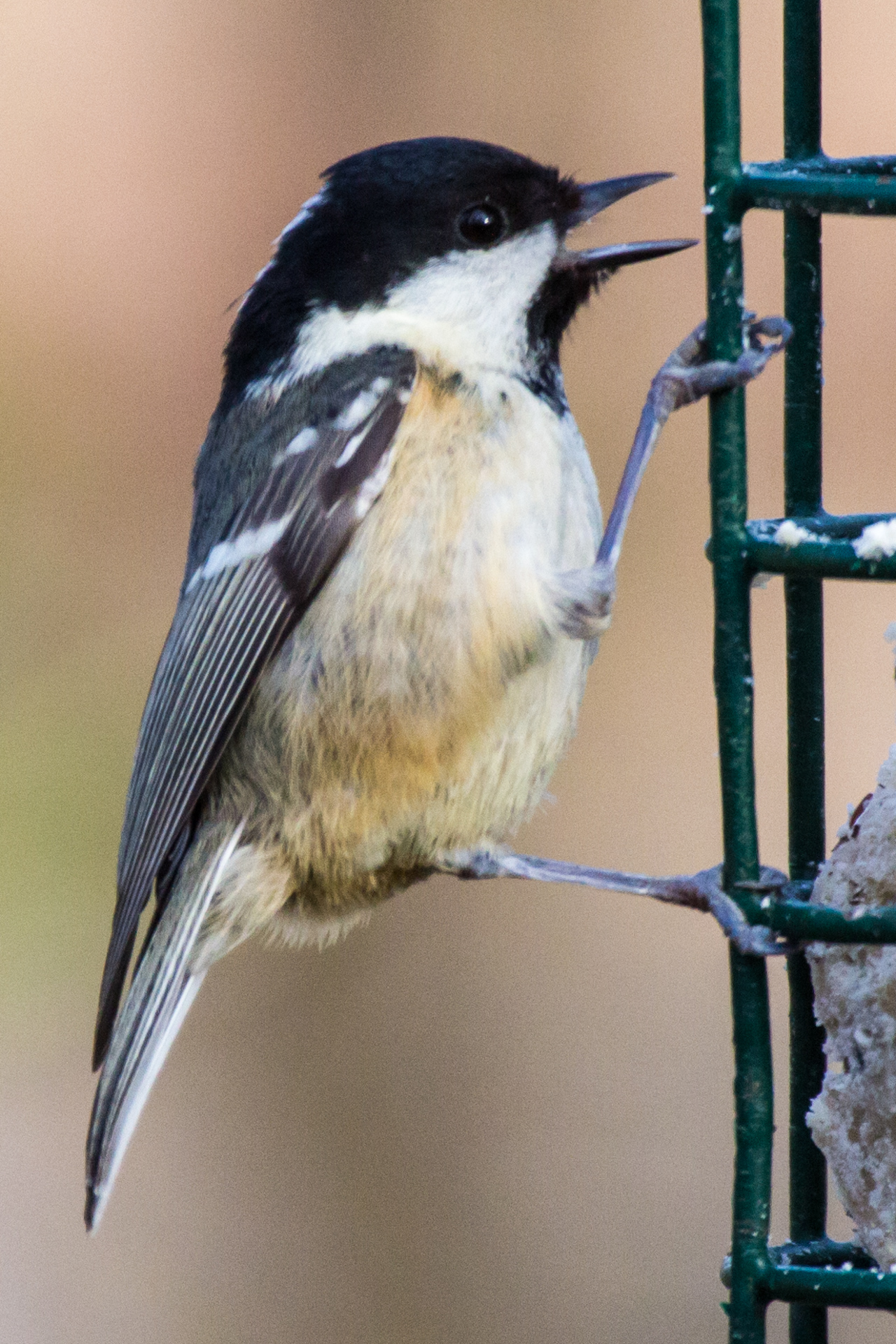 Coal tit